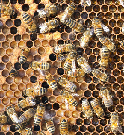 A photography of beautiful little bees in early spring time