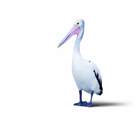 A pelican birdの写真素材