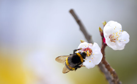 A photography of a beautiful little bee in early spring timeの写真素材