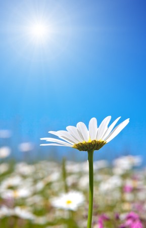 An image of a beautiful marguerite backgroundの写真素材
