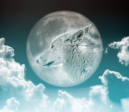 An image of a nice wolf in the moonの写真素材