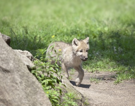 An image of a nice wolf cubの写真素材