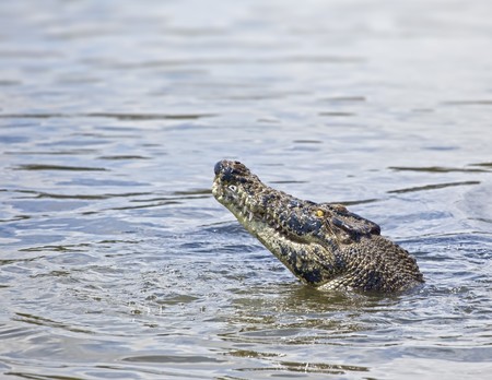 An image of a salt water crocodile in Australiaの写真素材
