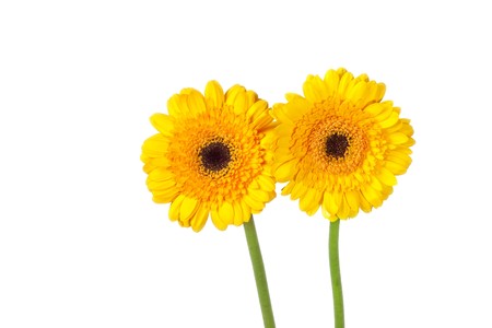 An image of two nice yellow gerberの写真素材