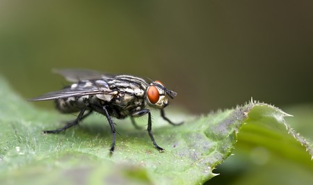An image of a detailed nice fly macroの写真素材
