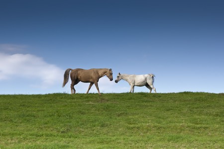 An image of two horses eating grassの写真素材