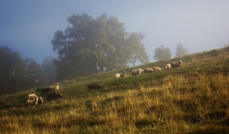 An image of some sheep in the golden lightの写真素材