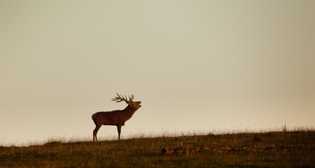 An image of a nice deer in the evening lightの写真素材