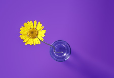 An image of a beautiful yellow flower on purple backgroundの写真素材