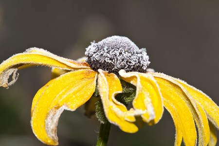An image of an autumn icy flowerの写真素材