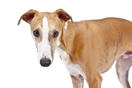 An image of a beautiful whippet dog on white backgroundの写真素材