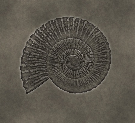 An image of a nice shell petrificationの写真素材