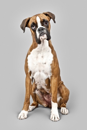 An image of a dog German Boxerの写真素材