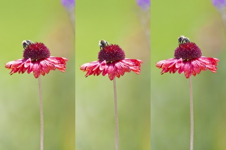 A busy bee on a red flower in the gardenの写真素材