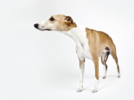 An image of a beautiful whippet dog on white backgroundの写真素材