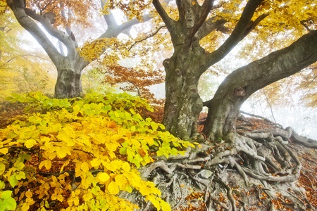 An image of a beautiful yellow autumn forestの写真素材