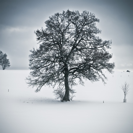 An image of a nice tree in a winter scenery