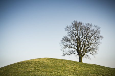 An image of a leafless tree on a hillの写真素材