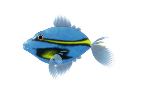 An image of a nice blue fish