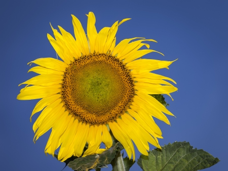 An image of a nice sunflower under a deep blue skyの写真素材