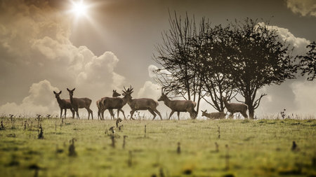 An image of a some nice deer in the morning light