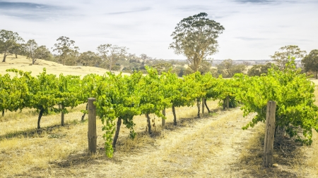 An image of the Barossa Valley landscape in Australiaの写真素材