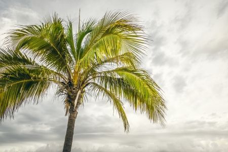 An image of the nice palm treeの写真素材