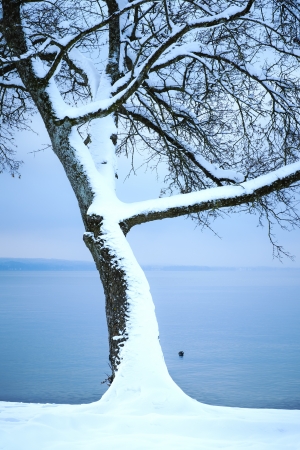 An image of a nice winter treeの写真素材