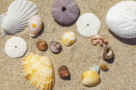 An image of some nice shells in the sandの写真素材