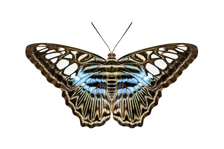 An image of a blue tiger striped butterfly isolated on white