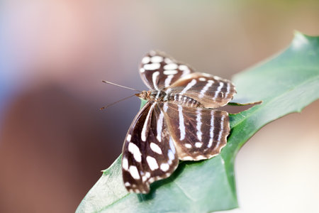 An image of a nice nymphalidae butterfly