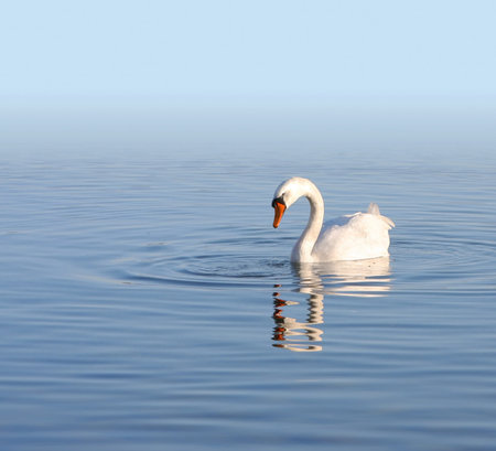 An image of a white and beautiful swan swimming in the water