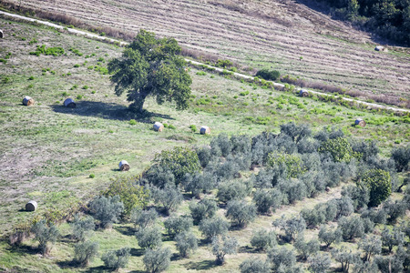 An image of olive trees in Tuscany Italyの写真素材
