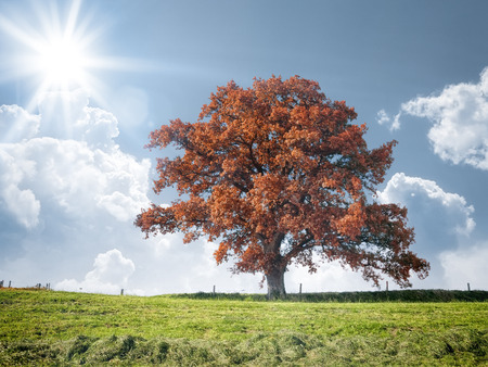 An image of a red tree in the meadowの写真素材