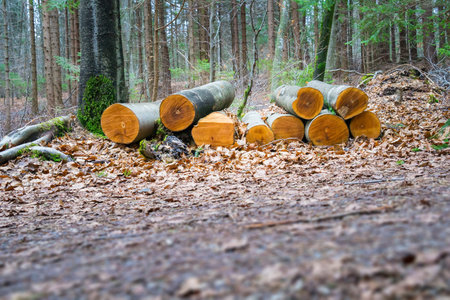 An image of a cutted wood in the forest