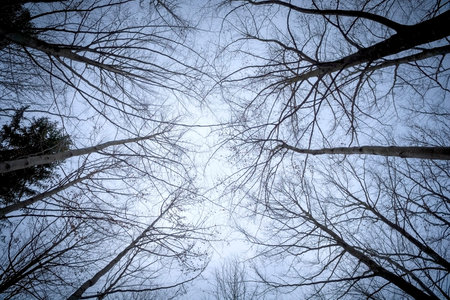 An image of some leafless trees in the sky