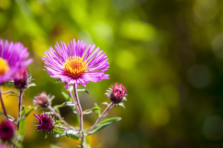 An image of a pink aster in the gardenの写真素材