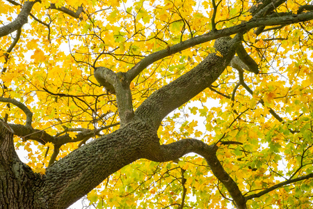 An image of an autumn leaf treeの写真素材