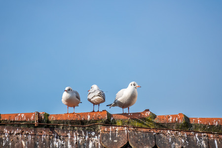 An image of three seagulls on the roof backgroundの写真素材