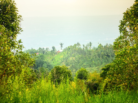 Bali landscape with lush green fields stretching into the distance in a travel conceptの写真素材