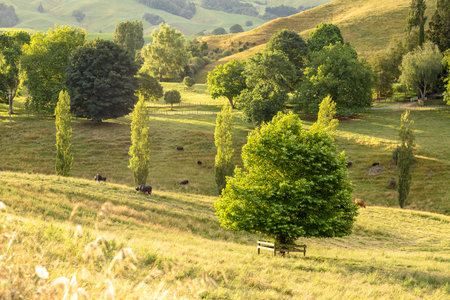 An image of a typical rural landscape in New Zealand