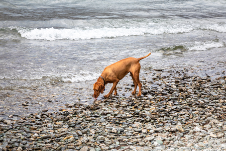 An image of a beautiful red Weimaraner dog drinking at lake Wakatipu New Zealandの写真素材
