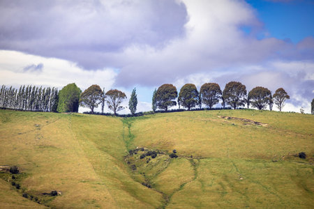 An image of a row of trees in south New Zealand