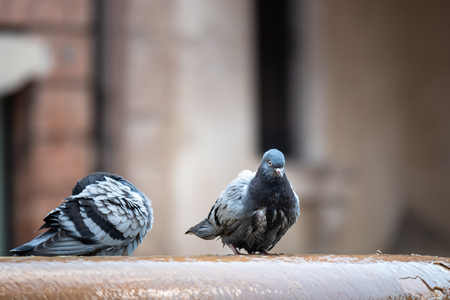 An image of a Pigeon at the wellの写真素材