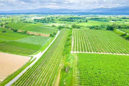 An image of an aerial view vineyard sceneryの写真素材