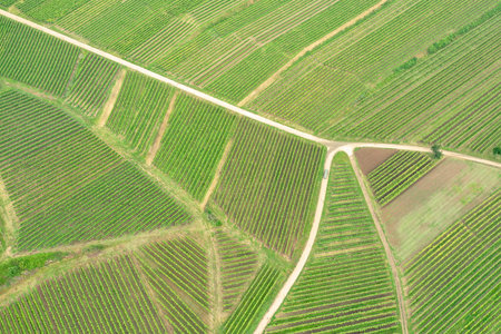 An image of an aerial view vineyard scenery at Kaiserstuhl Germanyの写真素材