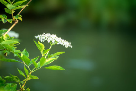 An image of an elderflower with some space for your contentの写真素材
