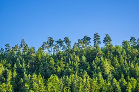 An image of a typical forest with space for your contentの写真素材