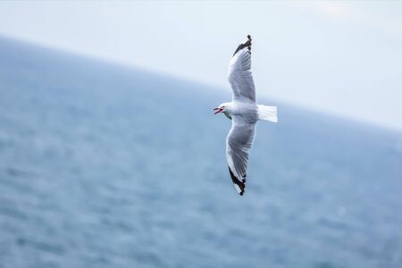 An image of a seagull flying over the oceanの写真素材