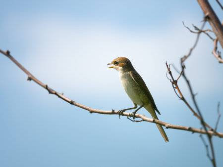 An image of a young female Red-backed shrike